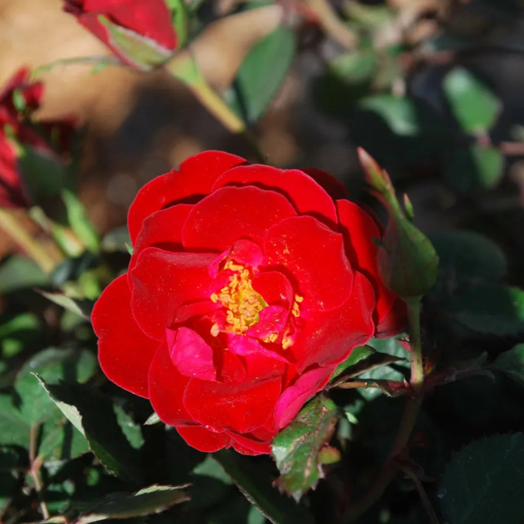 Sunny Red Roses Buy Sunrose Red Rose Plants & Trees Online | Pixies Gardens