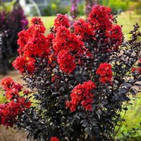 Crape Myrtle Sunset Magic