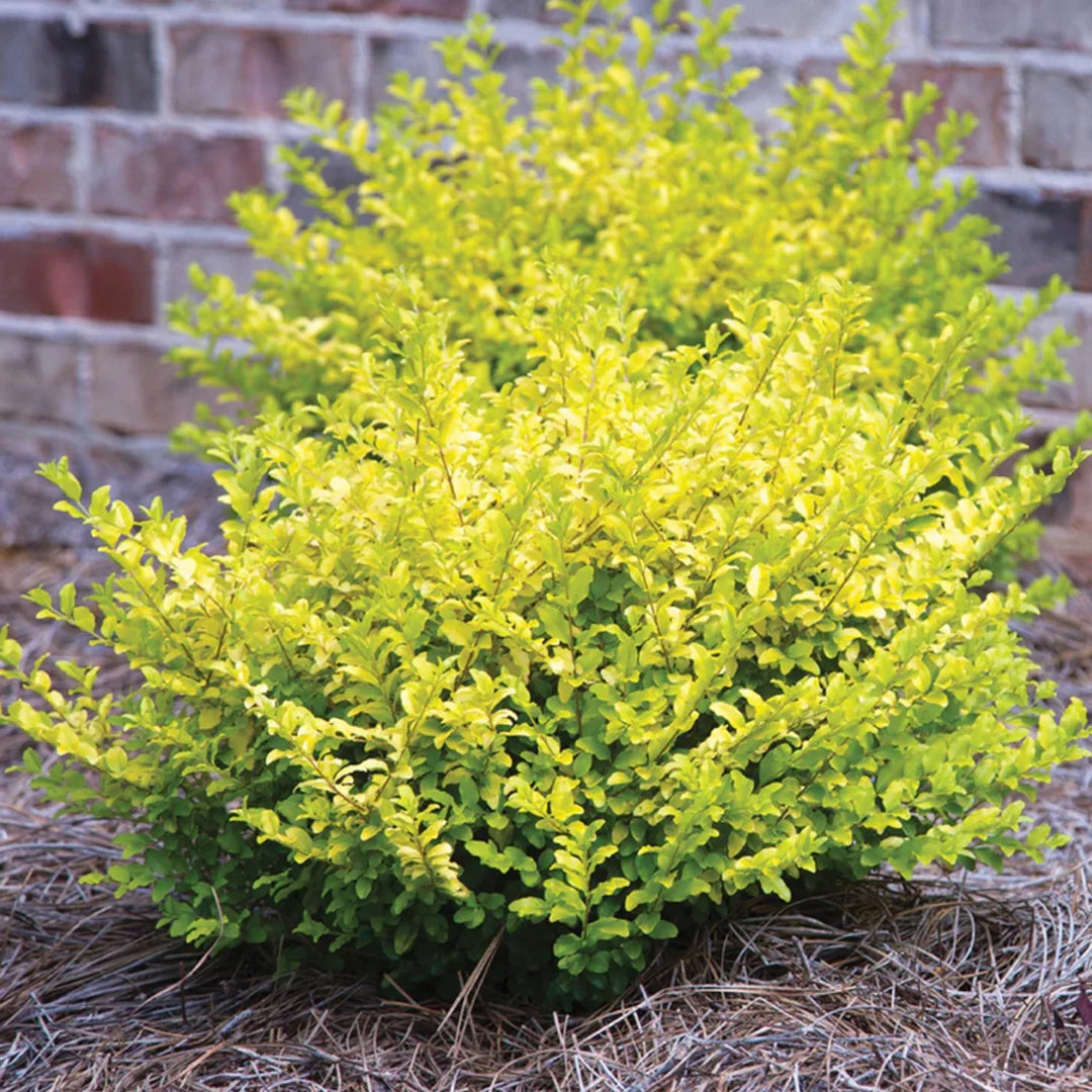 Sunshine Ligustrum