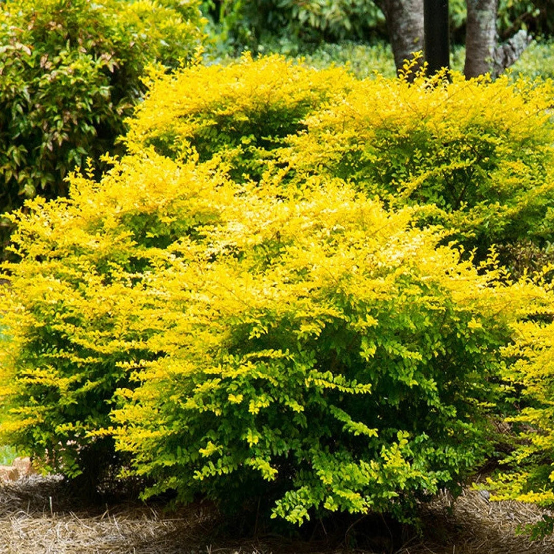 Sunshine Ligustrum
