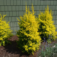 Sunshine Ligustrum