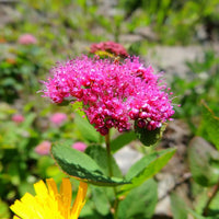 Superstar Spirea