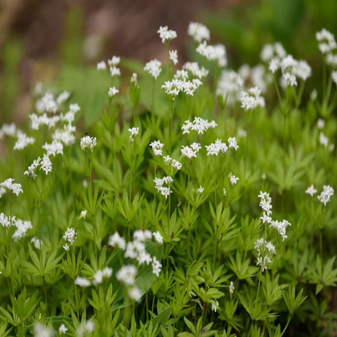 Galium odoratum Sweet Woodruff