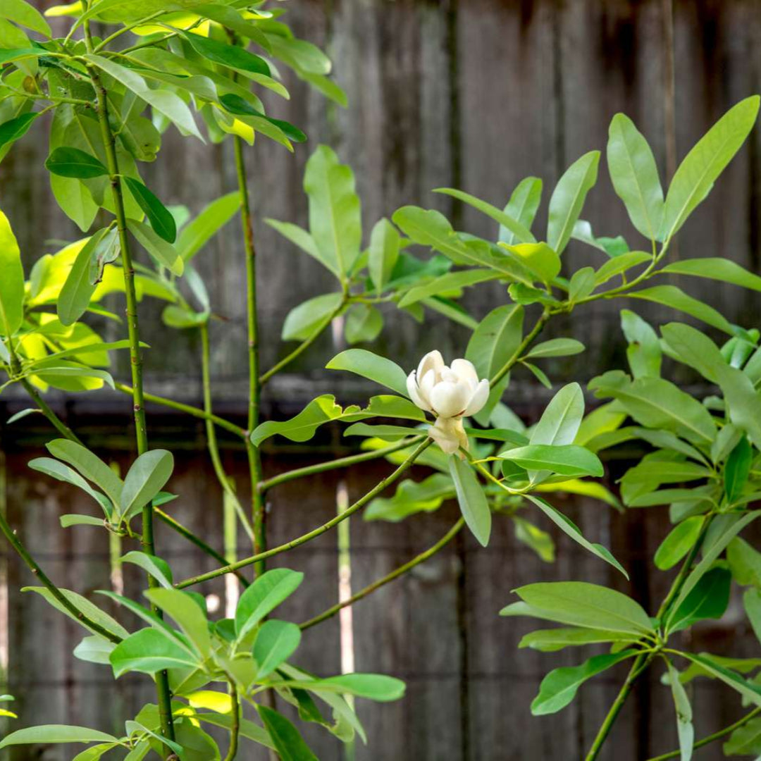 Sweetbay Magnolia Tree