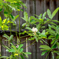 Sweetbay magnolia tree growing profile