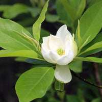 Sweetbay magnolia native tree white blooms