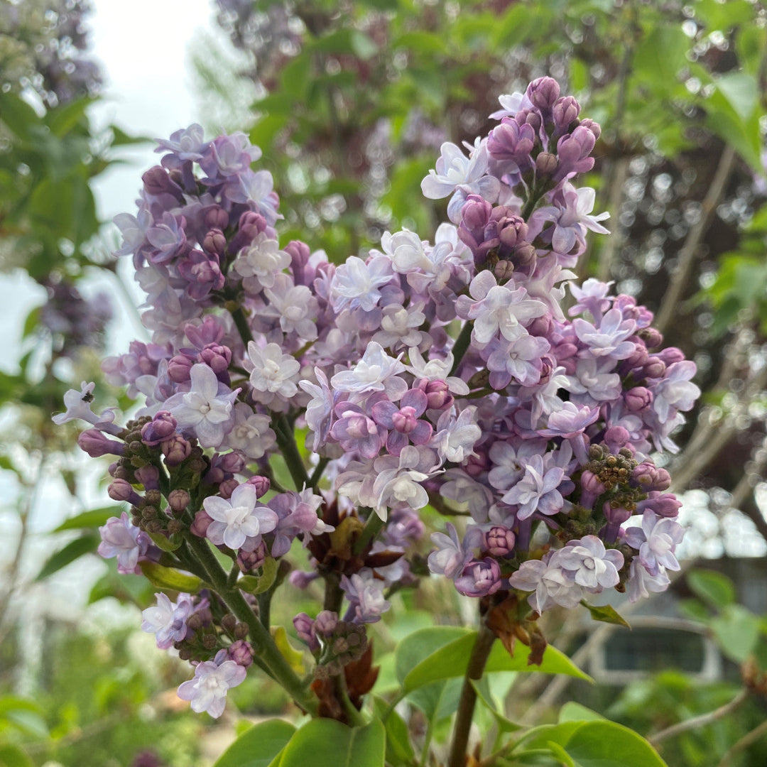 Belle de Nancy Pink French Lilac