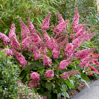 Li'l Taffy Butterfly Bush