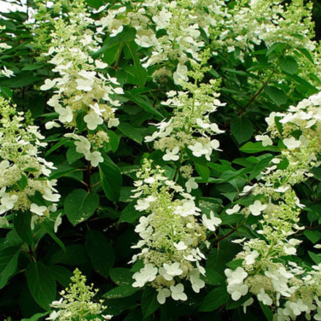 Tardiva Hydrangea Plant for Borders and Privacy Hedges