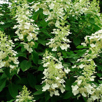 Tardiva Hydrangea Plant for Borders and Privacy Hedges