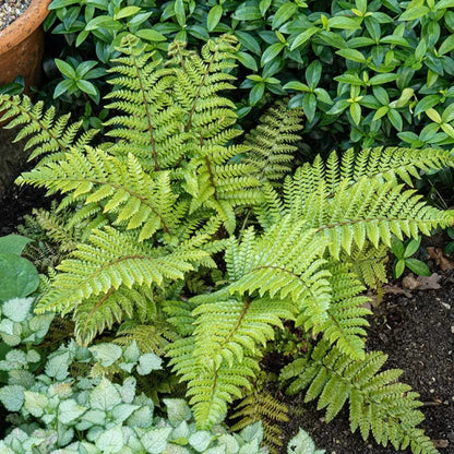Broad, Dark Green Glossy Fronds, Grows In An Outward, Spreading, Vase
