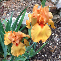 Iris germanica 'Savannah Sunset' - [EG]