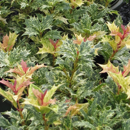 Variegated Tea Olive