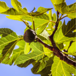 Texas Everbearing Fig Tree