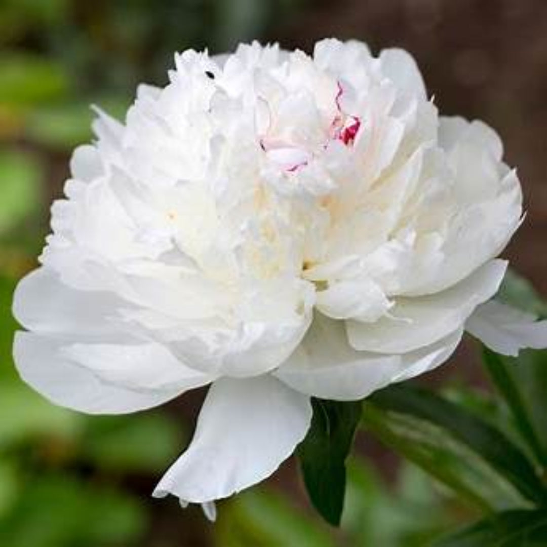 Festiva Maxima peony