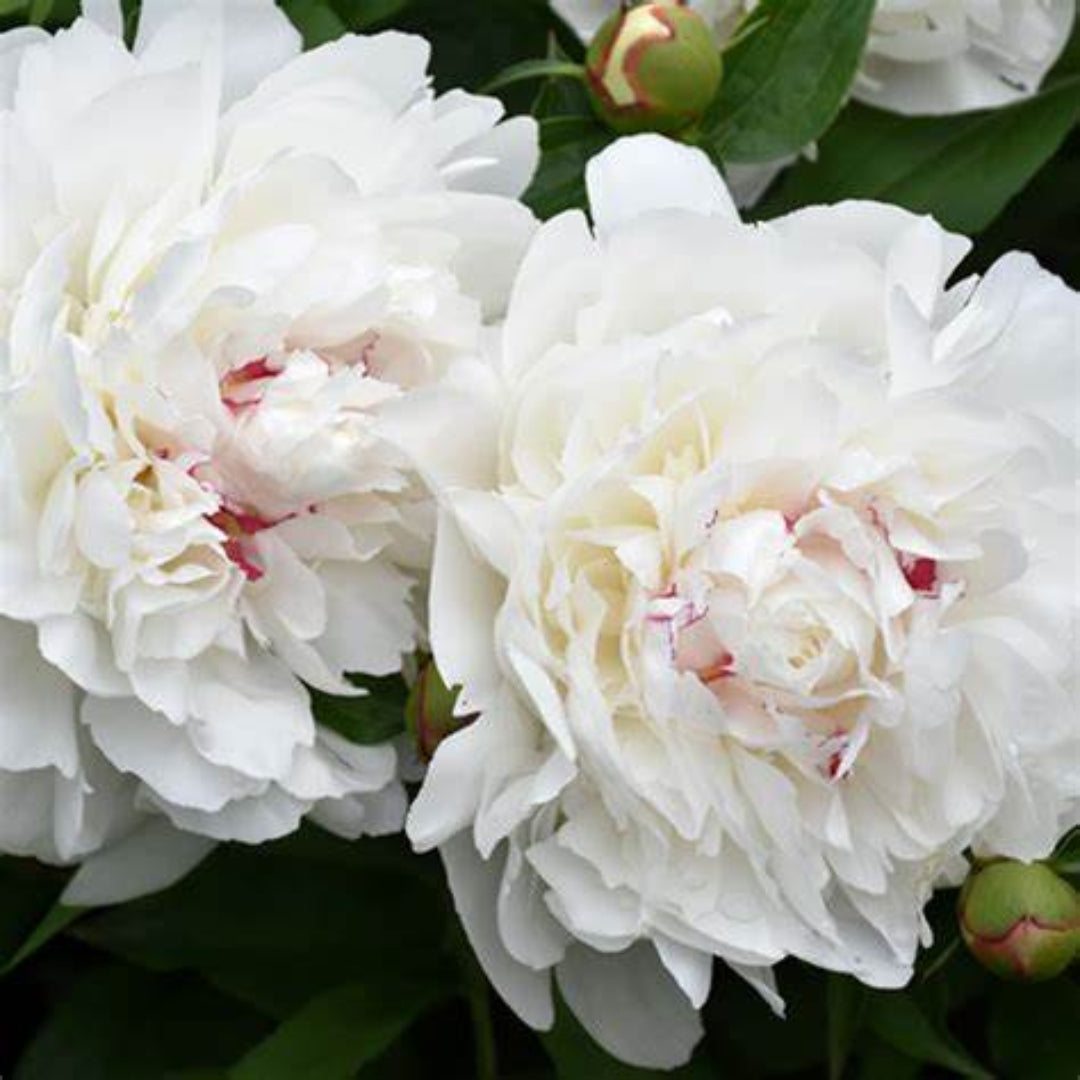 Festiva Maxima peony