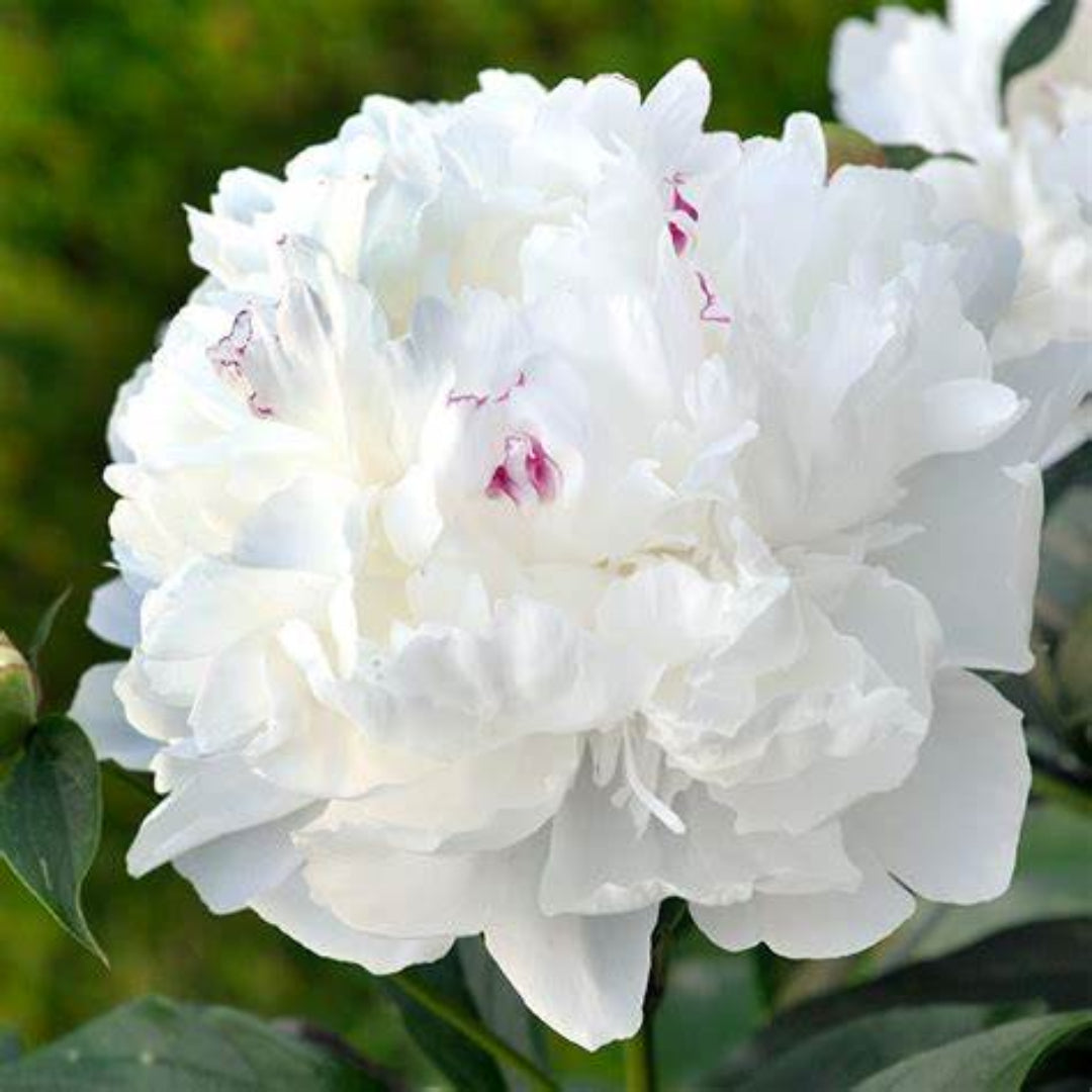 Festiva Maxima peony