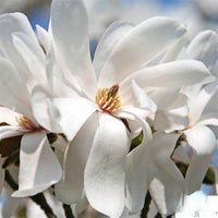 Merrill Magnolia