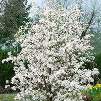 Merrill Magnolia