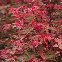 Deshojo Japanese Maple tree with bright red spring foliage in garden pot