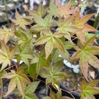 Acer palmatum Deshojo showing vibrant red leaves and compact growth