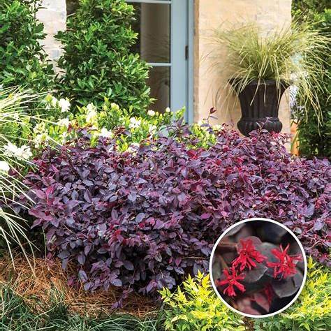 Red Diamond Loropetalum