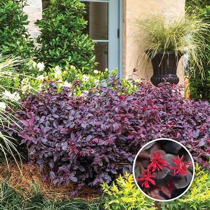 Red Diamond Loropetalum