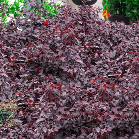 Red Diamond Loropetalum