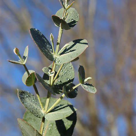 Big O Eucalyptus Tree