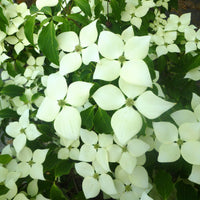 Cornus kousa Greensleeves flowering dogwood tree