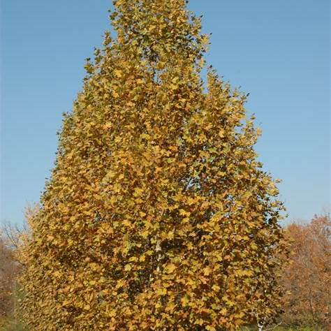 EXCLAMATION London Planetree