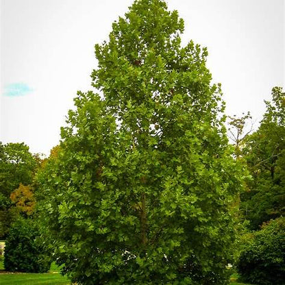 EXCLAMATION London Planetree