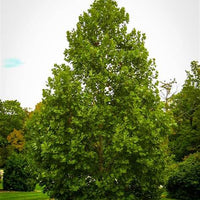 EXCLAMATION London Planetree