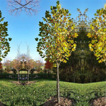 EXCLAMATION London Planetree