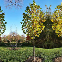 EXCLAMATION London Planetree