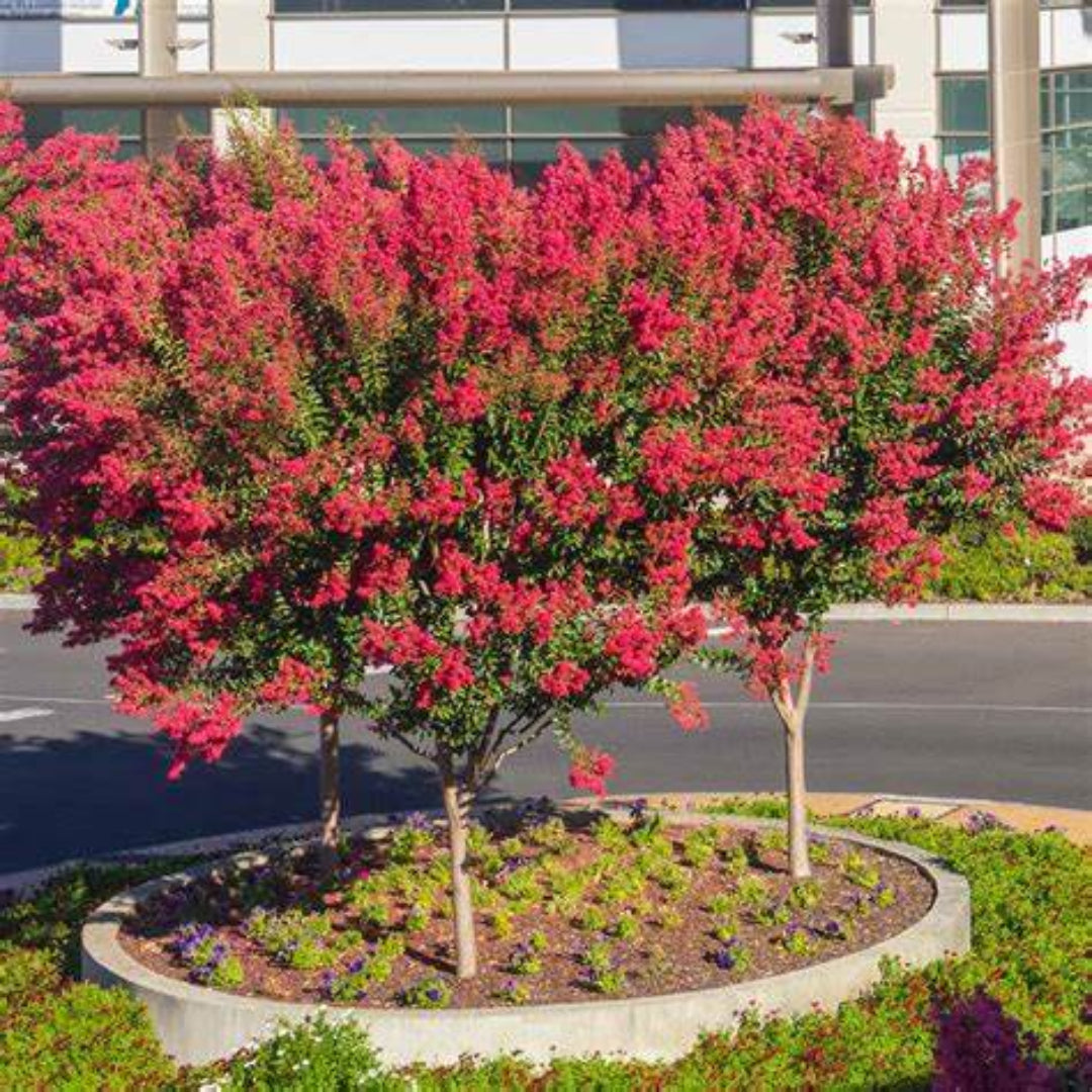 Dynamite Crape Myrtle Tree with deep red flower clusters
