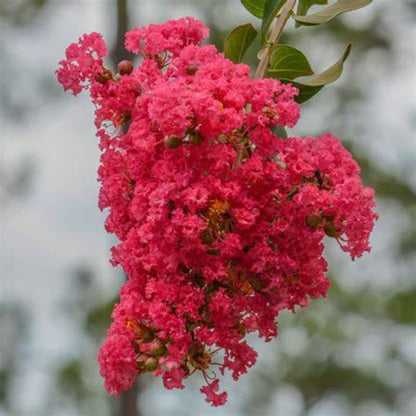 Close-up of red blooms on Dynamite Crape Myrtle Tree
