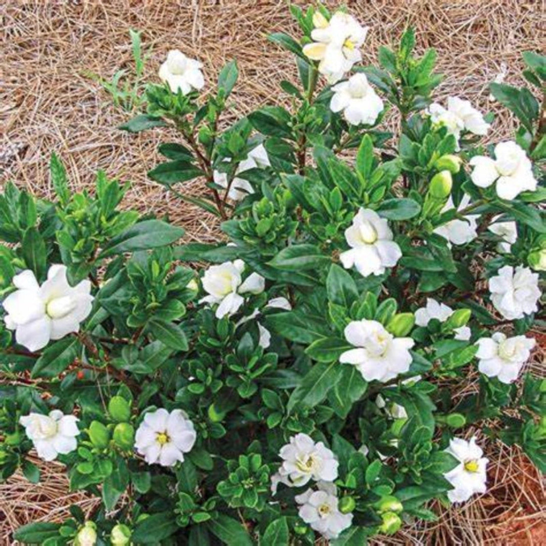 Double Mint Gardenia plants arranged in a nursery with vibrant green leaves.