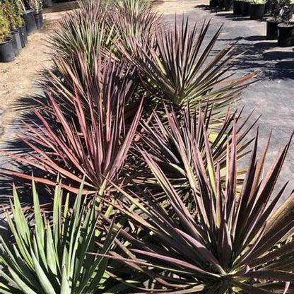 Magenta Magic Yucca