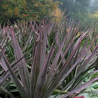 Magenta Magic Yucca