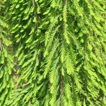 Weeping Bald Cypress