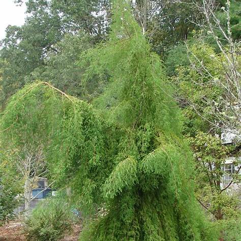 Weeping Bald Cypress
