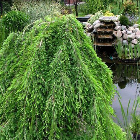 Weeping Bald Cypress