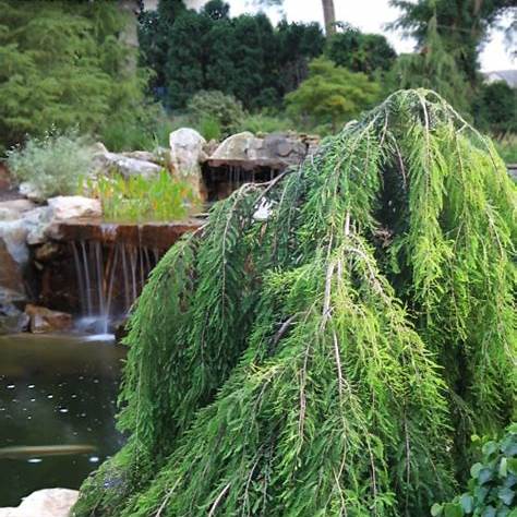 Weeping Bald Cypress