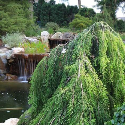 Weeping Bald Cypress