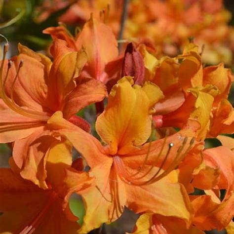 Rhododendron Stonewall Jackson Native Azalea