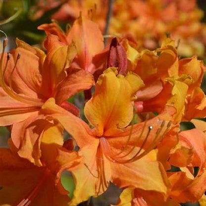 Rhododendron Stonewall Jackson Native Azalea