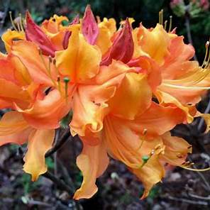 Rhododendron Stonewall Jackson Native Azalea