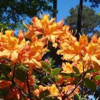 Native Deciduous Azalea Flowering Shrub