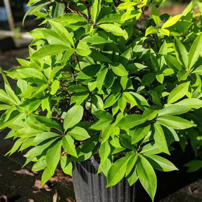 Forest Green Ocala Anise